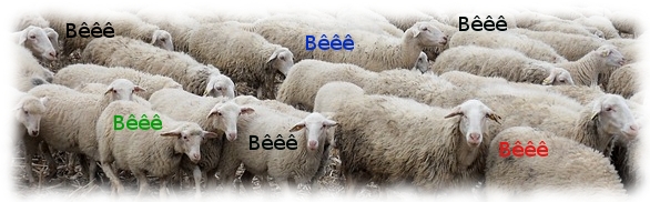 moutons bêlants