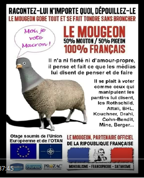 Le mougeon français, 50ù mouton, 50% pigeon
